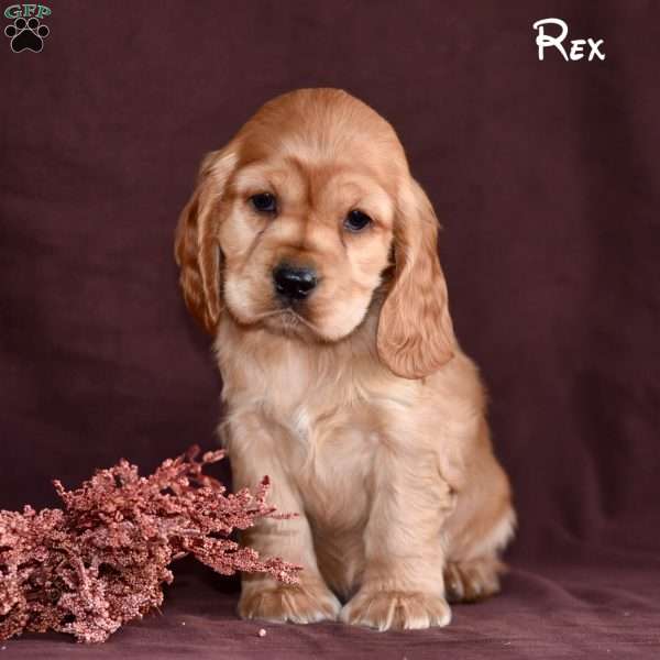 Rex, Cocker Spaniel Puppy